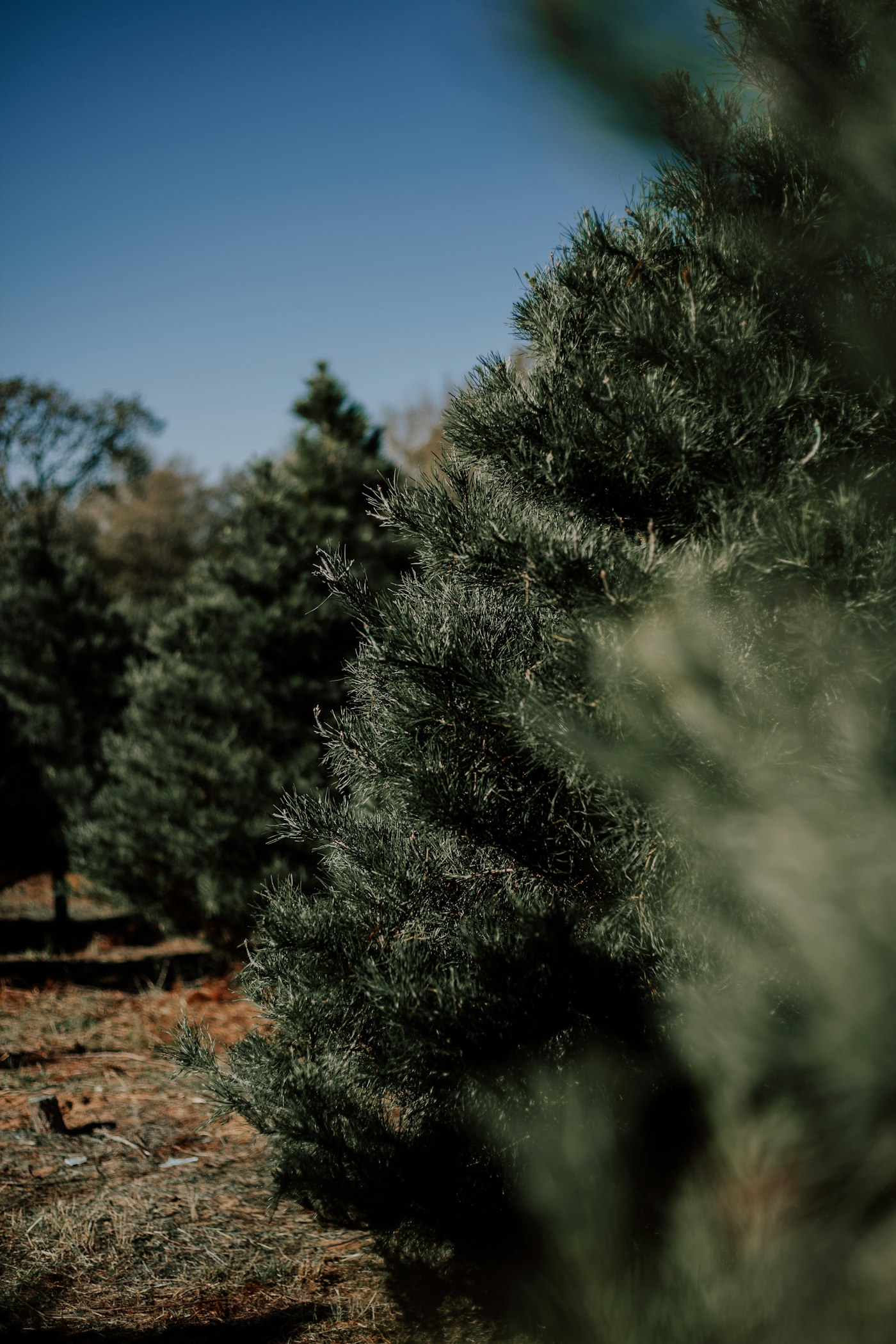 Pine branches at Elgin Christmas Tree Farm